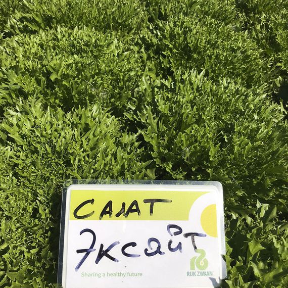 Эксайт семена салата хрустящего с сильно рассеченным листом (Rijk Zwaan /ALEXAGRO) культура