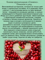 Клюква Стивенс крупноплодная