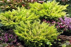 Можжевельник горизонтальный Лайм Глоу Р9 10-15 см*10-15 см Закупка М62 апрель-май 2026