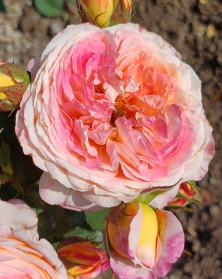 ROSOMANE JANON (Розомэн Жанон)