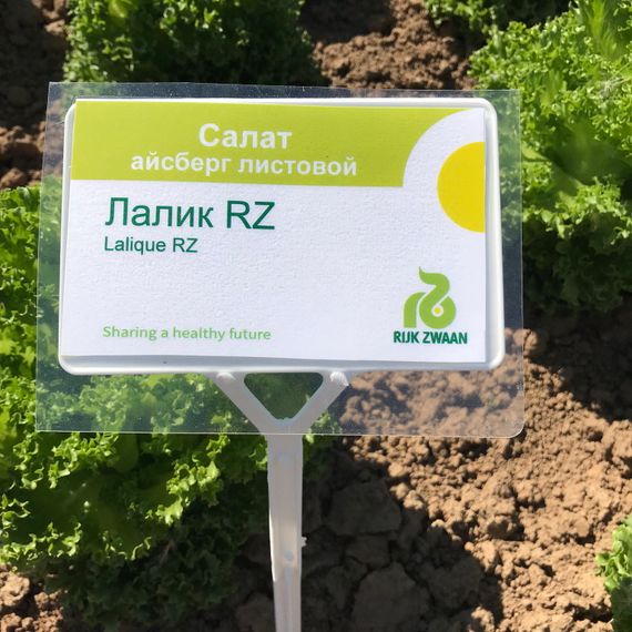 ЛАЛИК семена салата Rijk Zwaan цена