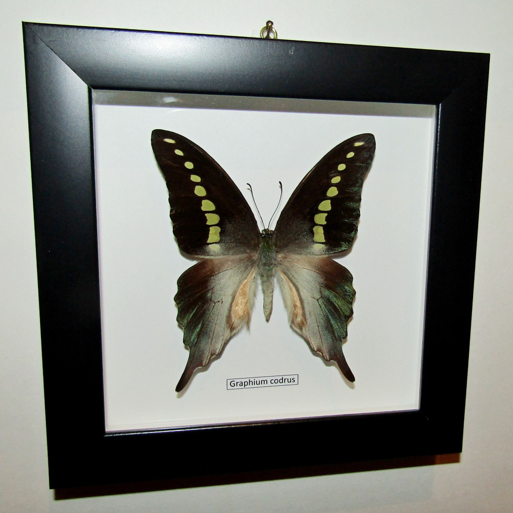 Бабочка Graphium codrus