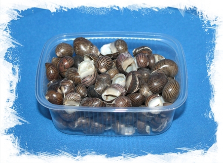 Неритина Гагатес, 1-2см, 100гр, 70шт