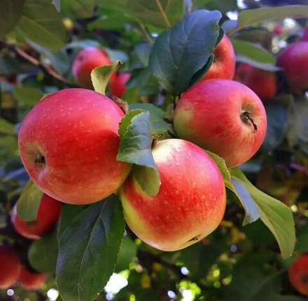 Яблоня Ароматное осенняя