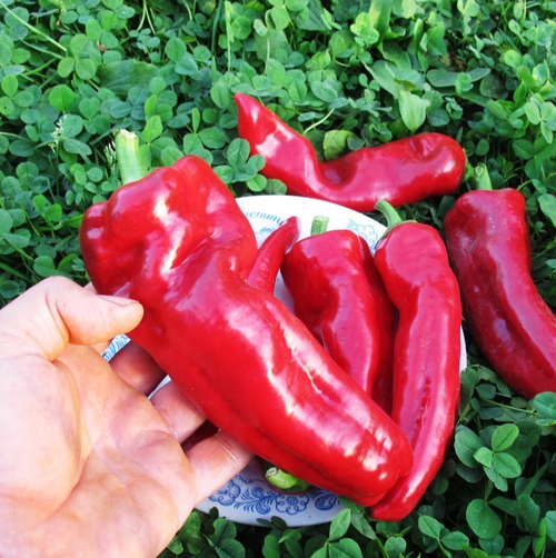 Перец сладкий длинный - Sweet Spanish Mammoth