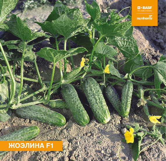 Жоэлина F1 семена огурца партенокарпического (Nunhems / ALEXAGRO) культура