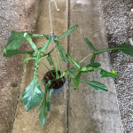 Филодендрон JOEPPI