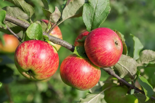 Яблоня Медуница (Летний сорт)