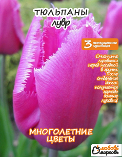 Тюльпан Луковица, Лувр, 3+шт