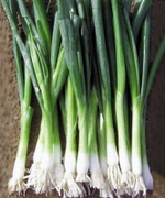 Байя Верде семена лука на перо (Seminis / Семинис)