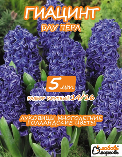 Луковицы цветов Гиацинт Блу Перл, 5шт