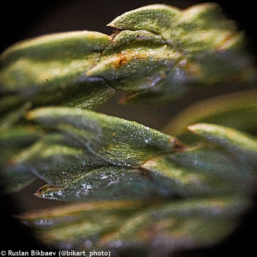 Микроскоп Levenhuk Rainbow 50L PLUS Лунный камень