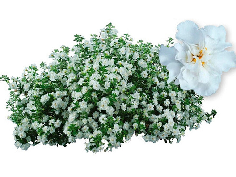 Бакопа Double Snowball White. ОКС укорененный черенок. 1-10 марта