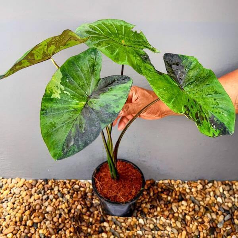 Колоказия GREEN TIGER