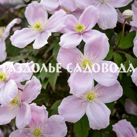 Клематис горный Рубенс