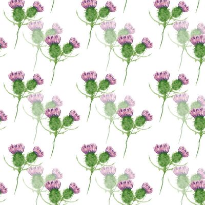 Шотландский чертополох