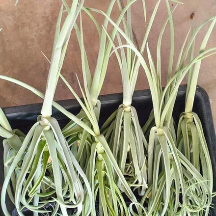 Тилландсия duratii 25-30 cm