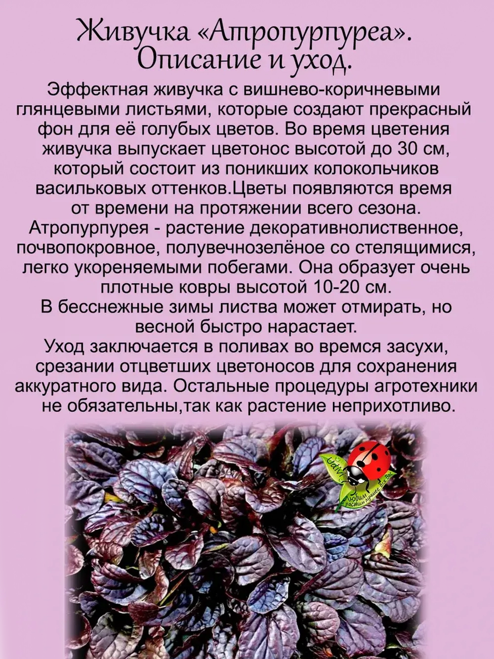 Живучка Атропарпурея аюга почвопокровная