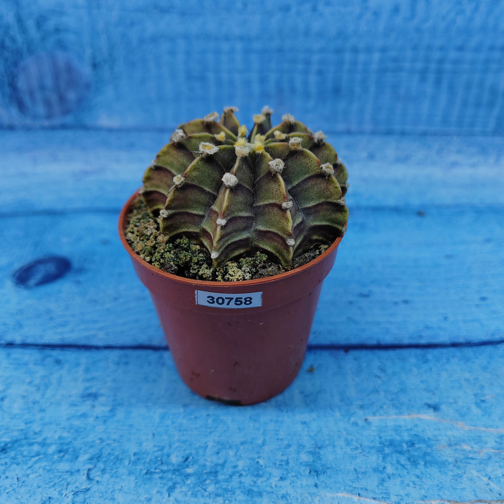 Gymnocalycium Friedrichii (Гимнокалициум)
