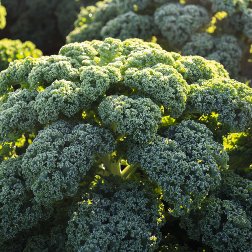 Капуста листовая Рефлекс F1 (25шт)  Витагрин Профи