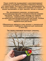 Эуфорбия Платиклада Коралл суккулент