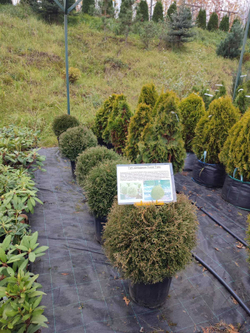 Туя западная Tiny Tim (Тини Тим) 30-40 см