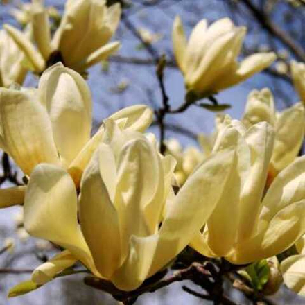 Магнолия "Yellow Lantern"
