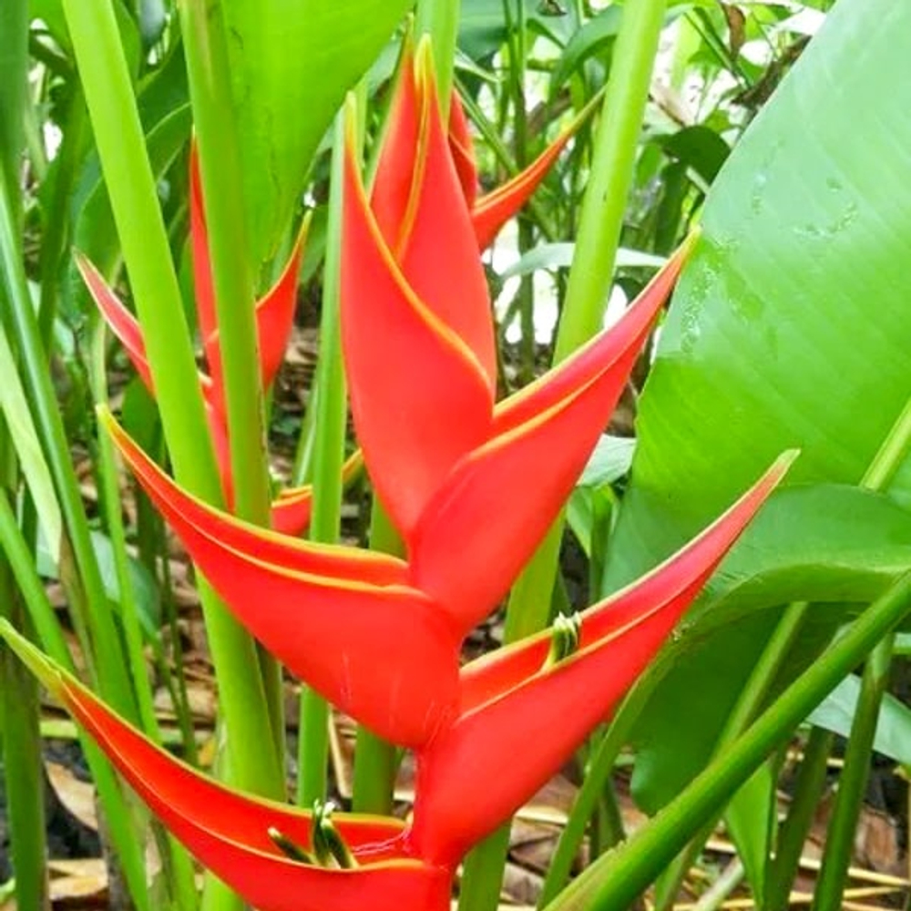 Геликония BIHAI LOBSTER CLAW RED (Н103)