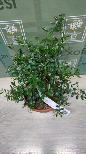 Микроцитрус "Blood Lime"