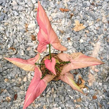 Сингониум PINK PANTHER