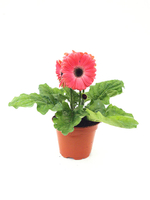 Гербера, диаметр 12