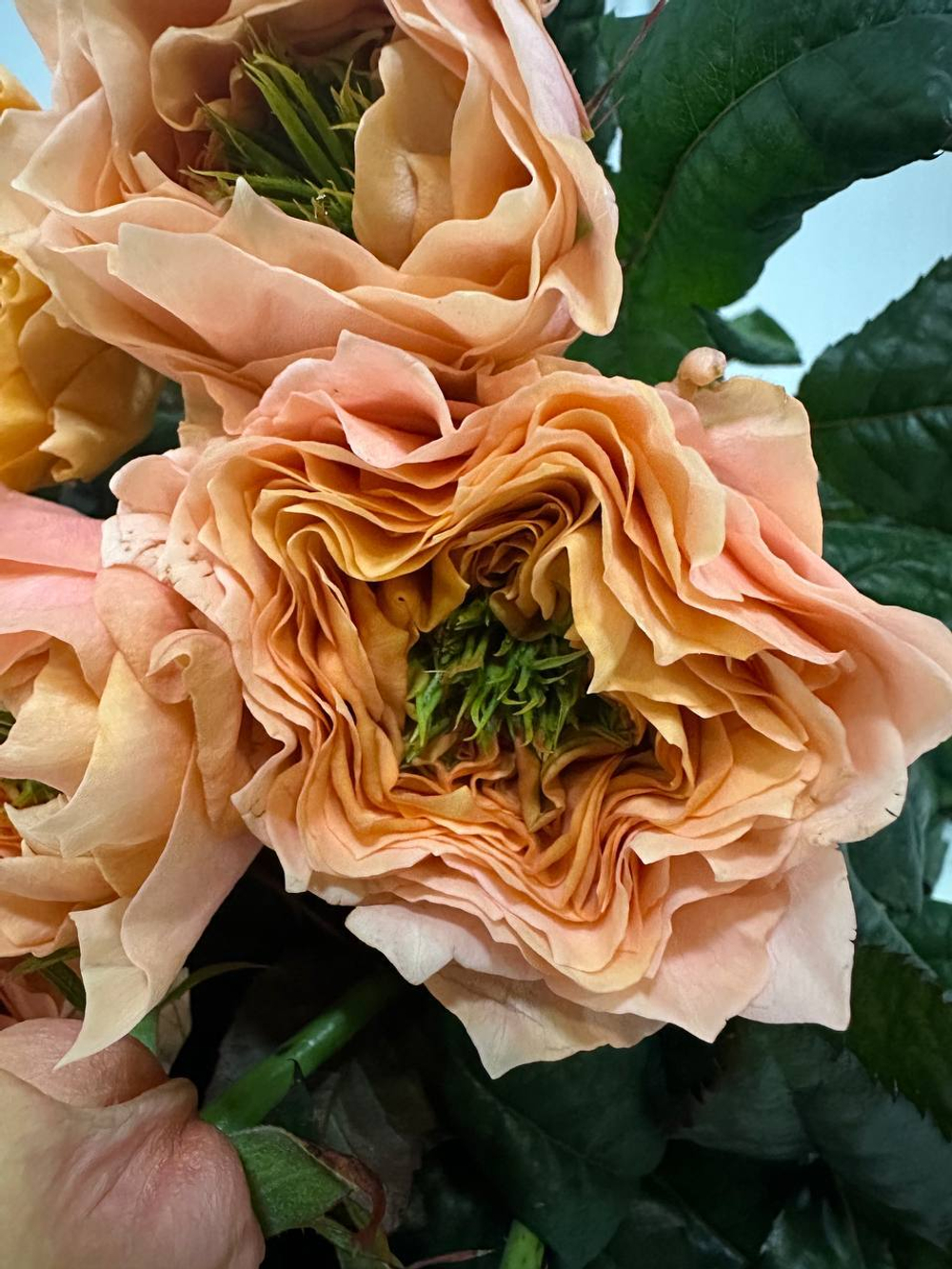 Букет из 19 шт 60см - персикового цвета