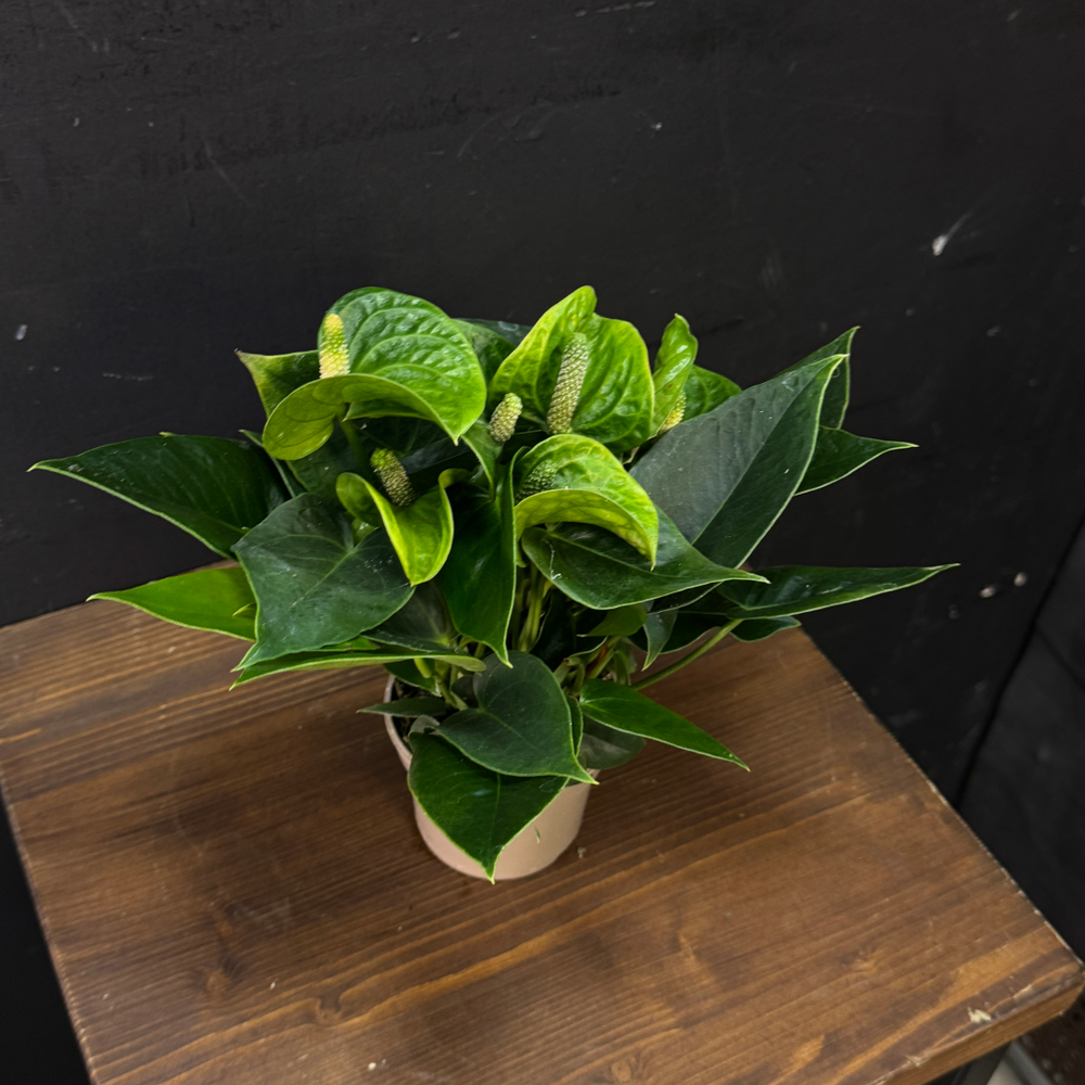 Антуриум зеленый мини