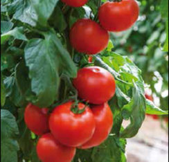 ГАМЗЕ F1 семена томата (Nunhems | Alexagro)