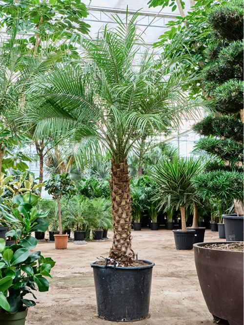 Пальма 260 см.