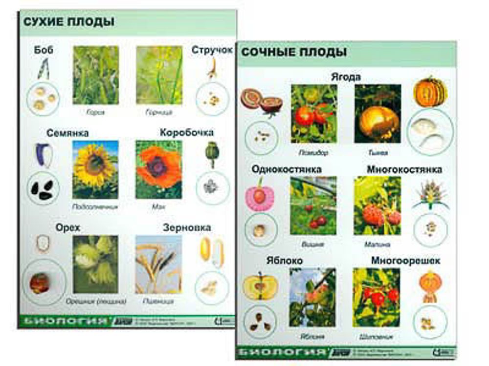 &amp;nbsp;Коллекция &quot;Семена и плоды&quot; для биологии