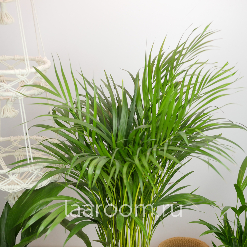 Хризалидокарпус 19/100