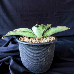 Сансевиерия AS SILK