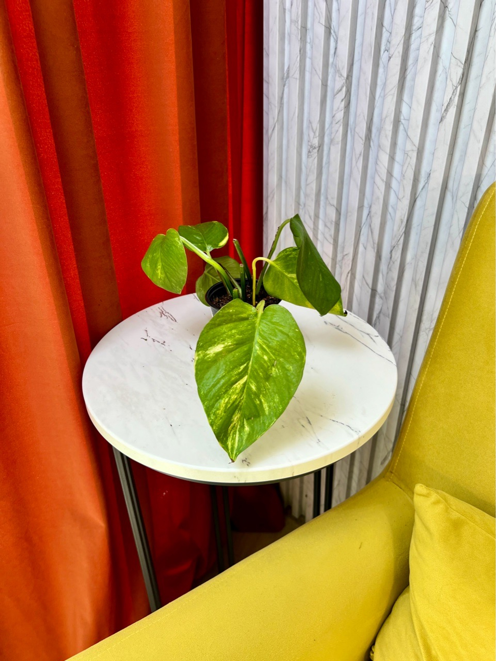 Эпипремнум Ауреа, D9см Н15см, 1шт, Urban Jungle (7143)
