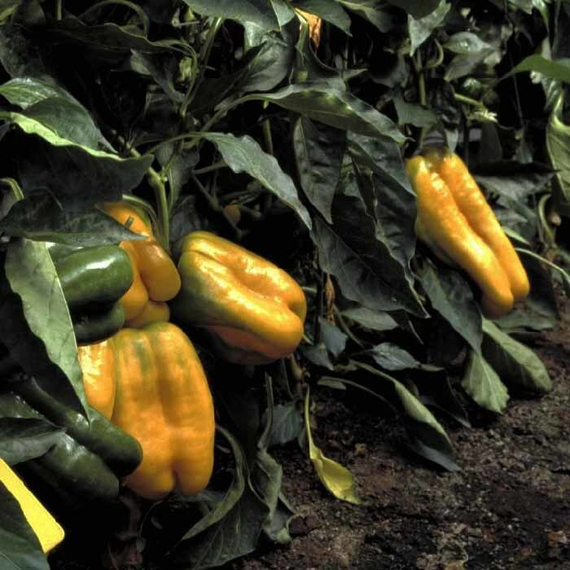 Джемини F1 семена перца сладкого (Nunhems / ALEXAGRO) культура – фото 5