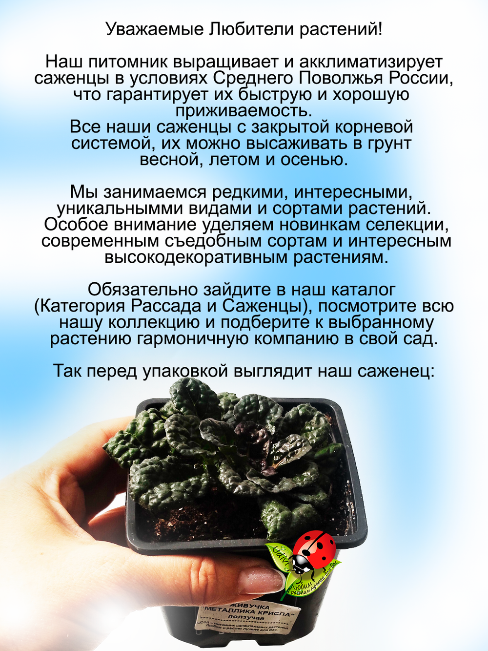 Живучка Металлика Криспа аюга