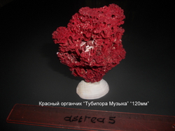 Красный органчик "Тубипора Музыка" (80-130мм)
