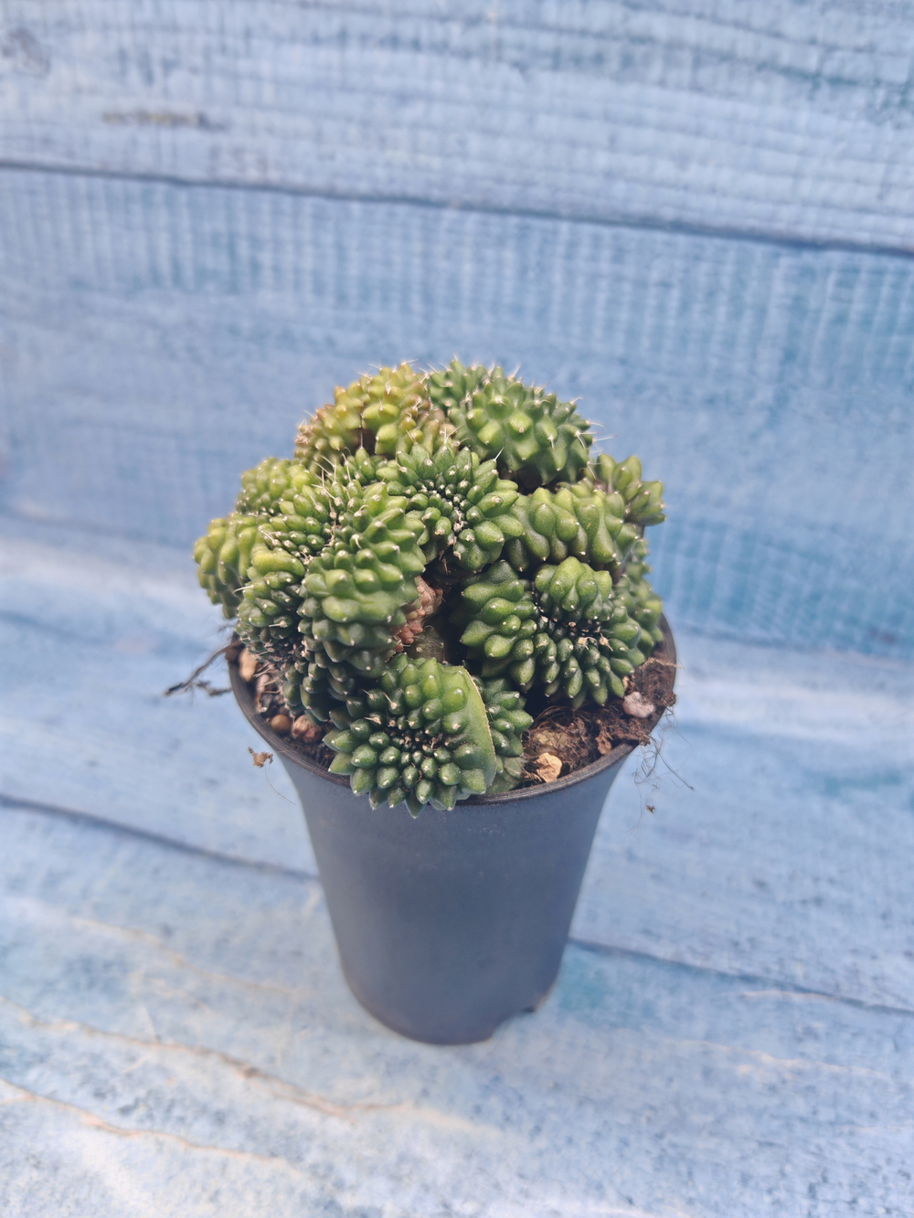 Gymnocalycium Spineless Crested form (Гимнокалициум Кристатный)
