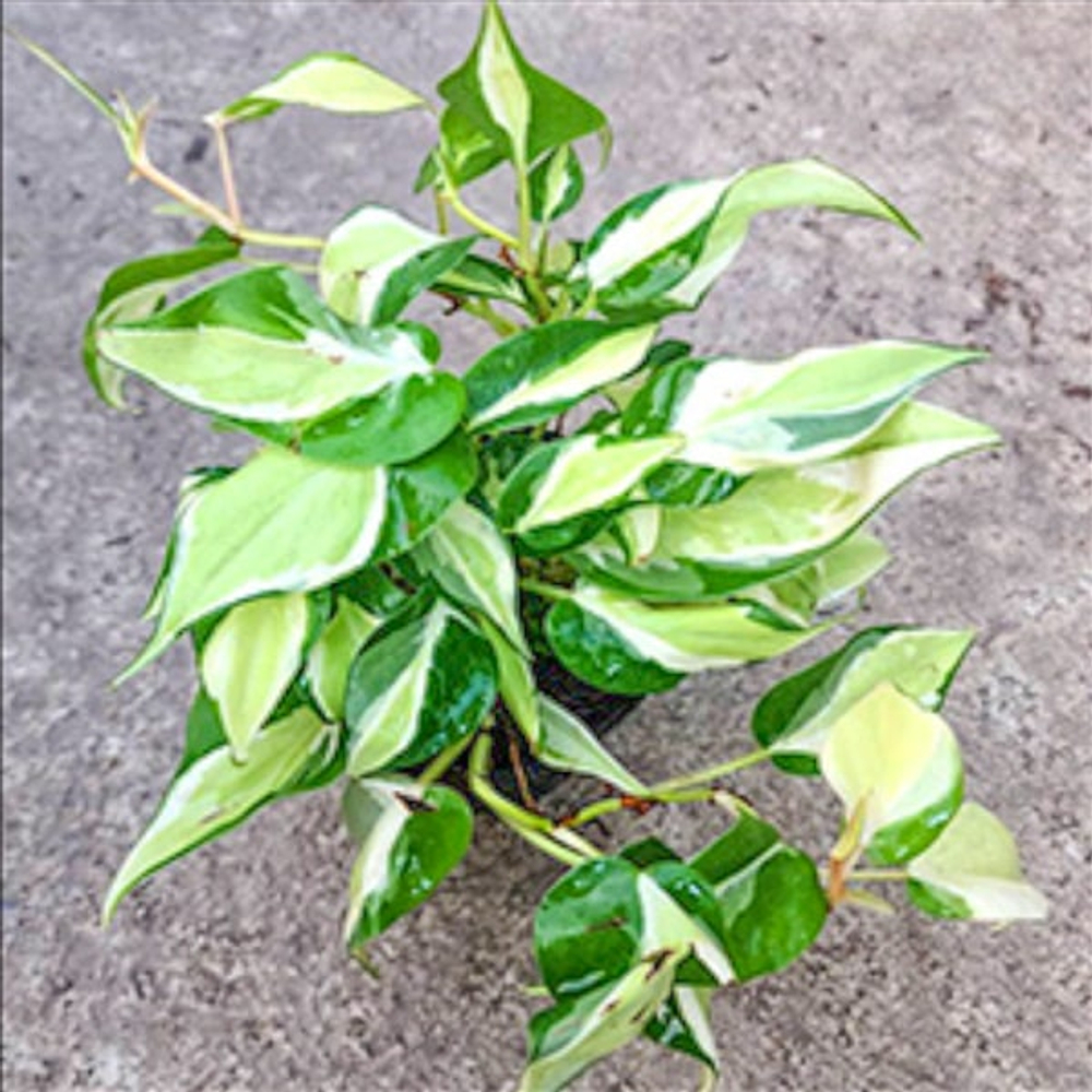 Филодендрон BRASIL CREAM SPLASH