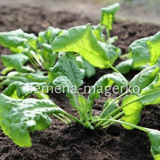 Кресс-салат Карфур 20 (грамм)