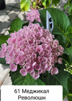 MAGICAL REVOLUTION/ Мэджикал революшн(Стандарт поставки Р9)2025г.