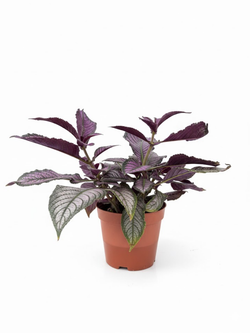 Стробилантес д.12