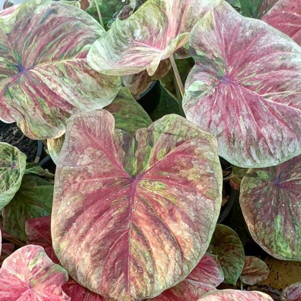 Каладиум PHON SUANG PHLAENG