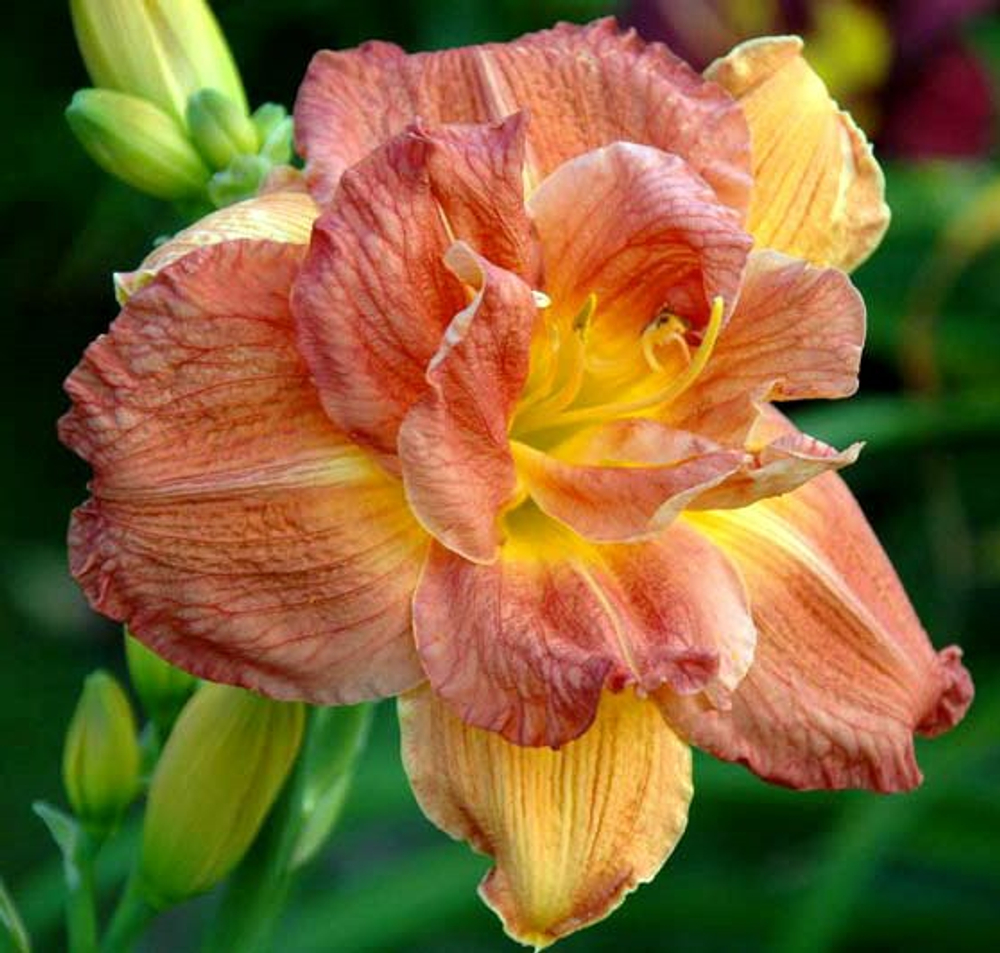 Лилейник Лонгфилдз Баттерфлай