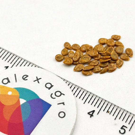 Пинкджейн F1 семена томата детерминантного (Enza Zaden / ALEXAGRO) семена – фото 8